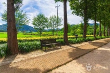 덕산 메타세쿼이아길 (2026) - 충청남도 예산군 가볼만한곳 - 관광지랭킹