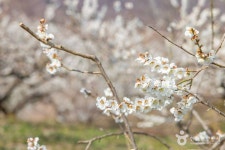 순천 향매실마을 - 전라남도 순천시 - 가볼만한곳 - 관광지랭킹