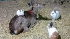 강릉아기동물농장 관광 정보와 주변 관광 명소 및 근처 맛집 여행 정보
