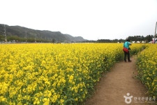 삼척 맹방유채꽃 마을 - 강원특별자치도 삼척시 - 가볼만한곳 - 관광지랭킹