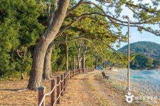 완도 미라리 상록수림 (2026) - 전라남도 완도군 가볼만한곳 - 관광지랭킹