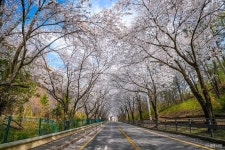 남한산성벚꽃길 (2026) - 경기도 광주시 가볼만한곳 - 관광지랭킹
