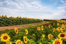 강주해바라기 축제 - 경상남도 함안군 - 가볼만한곳 - 관광지랭킹