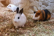 한옥 솔낭 - 경상북도 경주시 - 가볼만한곳 - 관광지랭킹