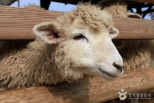 해피초원목장 - 강원특별자치도 춘천시 - 가볼만한곳 - 관광지랭킹