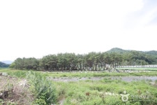 장풍숲 (2026) - 경상남도 거창군 가볼만한곳 - 관광지랭킹