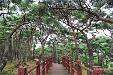 서포리웰빙삼림욕산책로 - 인천광역시 옹진군 - 가볼만한곳 - 관광지랭킹