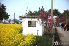 삼척 맹방유채꽃 마을 - 강원특별자치도 삼척시 - 가볼만한곳 - 관광지랭킹