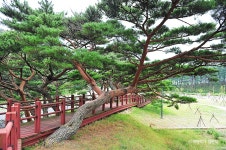 서포리웰빙삼림욕산책로 (2026) - 인천광역시 옹진군 가볼만한곳 - 관광지랭킹