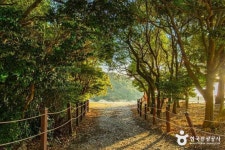 완도 미라리 상록수림 (2026) - 전라남도 완도군 가볼만한곳 - 관광지랭킹
