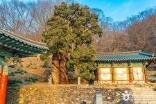 순천 고인돌 공원 (2026) - 전남광주통합특별시 순천시 가볼만한곳 - 관광지랭킹
