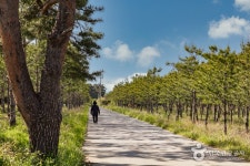 해파랑길 43코스 - 강원특별자치도 양양군 - 가볼만한곳 - 관광지랭킹