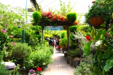 Herb Island (허브아일랜드) - Korea Tour Ranking