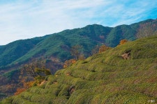 정금차밭 관광 정보와 주변 관광 명소 및 근처 맛집 여행 정보