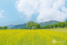여주흥천남한강 벚꽃축제 (2026) - 경기도 여주시 가볼만한곳 - 관광지랭킹
