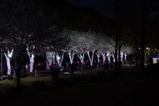 대덕물빛축제 - 대전광역시 대덕구 - 가볼만한곳 - 관광지랭킹