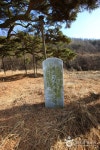 예천 사부리소나무 - 경상북도 예천군 - 가볼만한곳 - 관광지랭킹