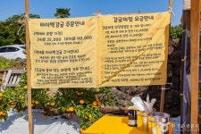 달달미깡감귤밭 (2026) - 제주특별자치도 서귀포시 가볼만한곳 - 관광지랭킹