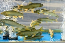 생초식당 - 경상남도 산청군 - 가볼만한곳 - 관광지랭킹