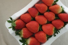 다산딸기조합농원 (2026) - 경상북도 고령군 가볼만한곳 - 관광지랭킹