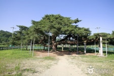 막걸리를 좋아하는 소나무를 찾아서 - 경상북도 예천군 - 가볼만한곳 - 관광지랭킹