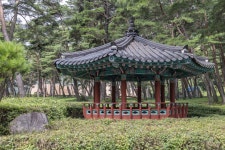 상주 맥문동 솔숲 (2026) - 경상북도 상주시 가볼만한곳 - 관광지랭킹