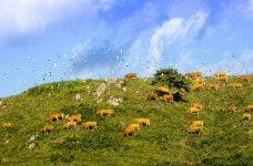 서산한우목장 웰빙산책로 관광 정보와 주변 관광 명소 및 근처 맛집 여행 정보