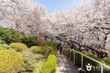SK인천석유화학벚꽃동산 (2026) - 인천광역시 서구 가볼만한곳 - 관광지랭킹