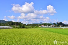 Foto aus Naver-Suchergebnissen 6