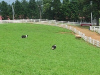 남해 상상양떼목장 편백숲 관광 정보와 주변 관광 명소 및 근처 맛집 여행 정보