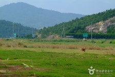 진도 고니류 도래지 - 전라남도 진도군 - 가볼만한곳 - 관광지랭킹