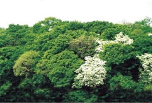 자인계정숲(경산 자인의계정숲) - 경상북도 경산시 - 가볼만한곳 - 관광지랭킹