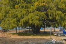 펄벅기념관 - 경기도 부천시 소사구 - 가볼만한곳 - 관광지랭킹