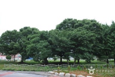 함평 향교리 느티나무·팽나무·개서어나무 숲 - 전라남도 함평군 - 가볼만한곳 - 관광지랭킹