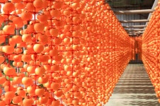 논산양촌곶감축제 - 충청남도 논산시 - 가볼만한곳 - 관광지랭킹