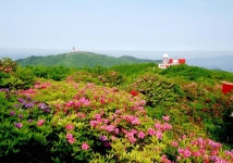 단양 소백산 철쭉제 - 충청북도 단양군 - 가볼만한곳 - 관광지랭킹