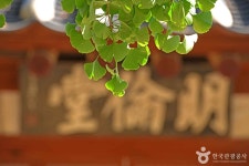 서산향교은행나무 - 충청남도 서산시 - 가볼만한곳 - 관광지랭킹