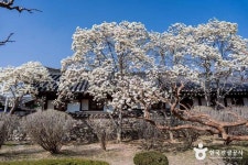 경주 오릉 (2026) - 경상북도 경주시 가볼만한곳 - 관광지랭킹