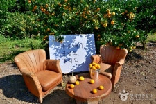 낭만농장 귤밭76번지 (2026) - 제주특별자치도 서귀포시 - 가볼만한곳 - 관광지랭킹