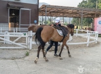 용인포니승마클럽 - 경기도 용인시 처인구 - 가볼만한곳 - 관광지랭킹