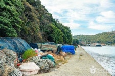 완도 맹선리 상록수림 관광 정보와 주변 관광 명소 및 근처 맛집 여행 정보