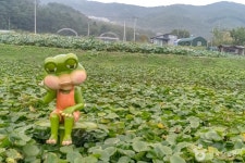 내동마을 연꽃단지 - 경기도 용인시 처인구 - 가볼만한곳 - 관광지랭킹
