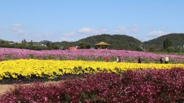 수도권매립지 드림파크 야생화단지 관광 정보와 주변 관광 명소 및 근처 맛집 여행 정보