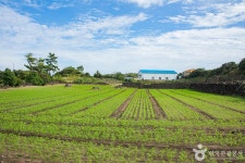 감수굴 밭담길 관광 정보와 주변 관광 명소 및 근처 맛집 여행 정보