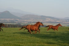 St. Isidore Farm (성이시돌목장) - Korea Tour Ranking