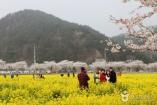 맹방 벚꽃길 - 강원특별자치도 삼척시 - 가볼만한곳 - 관광지랭킹