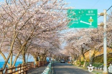 왕지벚꽃길 (2026) - 경상남도 남해군 가볼만한곳 - 관광지랭킹