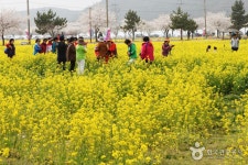 Samcheok Maengbang Yuchaekkot Village (삼척 맹방유채꽃 마을) - Korea Tour Ranking