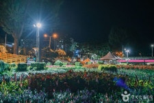 보강천미루나무숲 (2026) - 충청북도 증평군 가볼만한곳 - 관광지랭킹