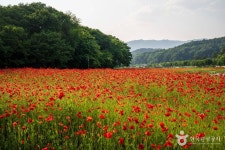 상림공원 관광 정보와 주변 관광 명소 및 근처 맛집 여행 정보